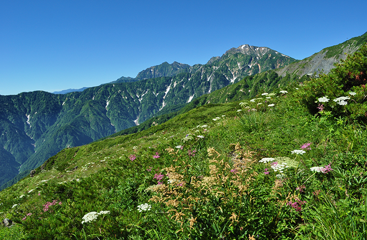 高山植物